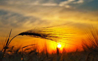 Sunce